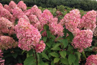Hydrangea paniculata „magická sviečka“ Hortense