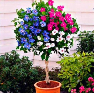 Hibiscus Tricolor na bestselleri 3in1 kmeňa Hibiscus