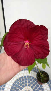 Trvalka hibiscus Robert Fleming