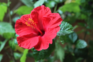 Trvalka hibiscus ketmia vláknité obrovské kvety