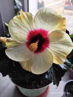 Hibiscus hibiscus Rose čínsky
