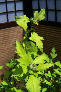 Hibiscus sférické očkovanie zhoršuje fialové iné