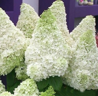 Kytica Hydrangea ľadový medvedík hrniec 1-litr