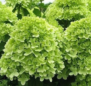 Hydrangea Hydrangea