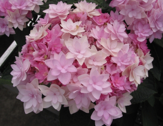 Ty a me romance Hydrangea hviezda kvety
