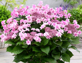 Záhrada Hydrangea Doppio Rosa Star Flowers