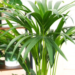 Forsteriana Howea - Exotická Kentia Palma
