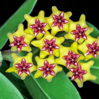 Hoya cumingiana žlté voňavé kvety