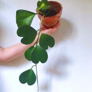 Hoya Kerrii -Heart -Shaped