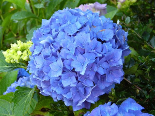 Hydrangea Blue/Hortensja Blue Garden Mix