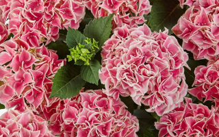 Hydrangea/Hortensja Candy Heart Pink P12