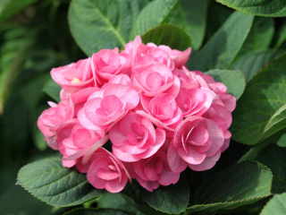 Hydrangea/Hortensja macrophylla 'papilon' PBR