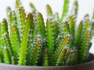 Hylocereus undatus DRAČÍ OVOCNÝ NÁPOJ jedlé ovocie