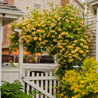 Perfektný creeper pre Pergola ~ Girald's Gifle