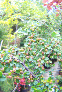 Irga očkovaná wambra bonsai evergreen