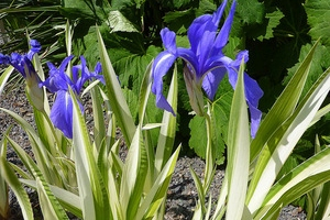 Iris hladká variegata nová pre rybník!