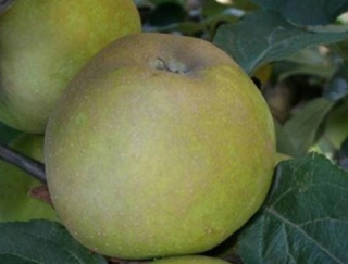 Gray Apple Tree - Dwarf !!!