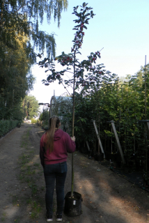 Mączcza jarząb (Sorbus Aria)