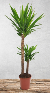 Juka Guatemalaska Palma Yucca Elephantipes pri 150 cm