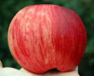 Apple Tree Grassland Real Dwarf Donica 299AD