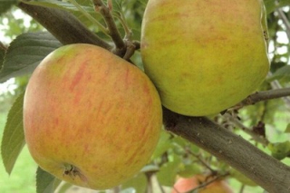 Kronselka Apple Tree Old Variety z hrnca umenia. 298d