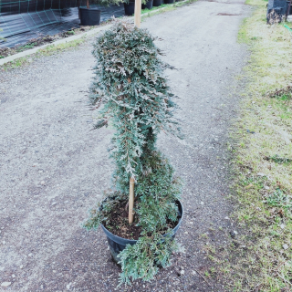 Little Juniper 'Ice Blue' tvorený vodopád