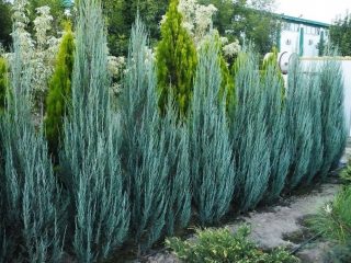 Blue Arrow Rock Juniper 50 cm v hrnci