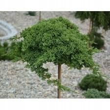Juňová vakcinovaná Greenmantle 100 cm v hrnci
