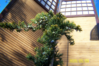 Juniper vakcinovaný pagoda javor borovic