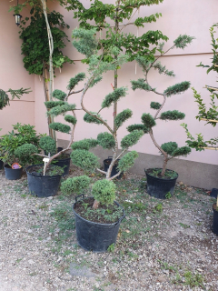 Borievka vyrezaná na bonsai