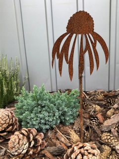 Echinacea s malými kvetmi záhradami