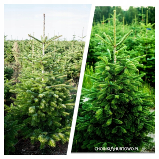 Kaukazský fir chinkihurtowo.pl 80-300 cm a gat