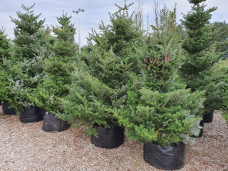 Kórejský FIR 720 - 250