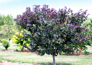 Judasan Canadian Merlot 60-80 cm C5