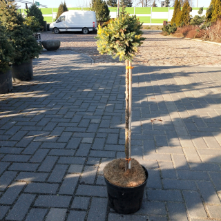 Juniperus squamata „Floreant“