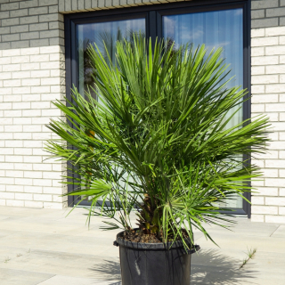 Karłatka - Palma Beautiful Hamaerops Humilis - XL