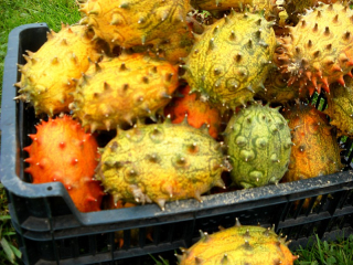 Chuť melónu kiwi kiwi vôňa banán 100 g semien