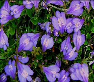 Kvetina ako orchidea masus fialová xl