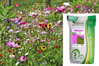 Kwietna Lawn Meadow Mix Honey Meadow 5 kg