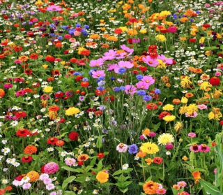 Kwietna Meadow Lawn Mix Z rastlín medu 200 g