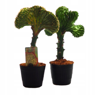 Kaktus wolczomlecz euphorbia lactea jedinečný xl