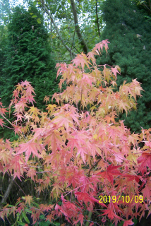 Emo-ito japonská japonská chôdza na jeseň na jeseň Palm Other