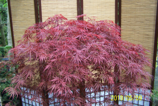 Hanaka Maple Red Japonec očkovaný