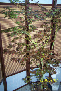 Kiwaki Maple Red Japan Japan Palm Vakcinácia Iné