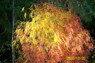 Natake Maple Beech