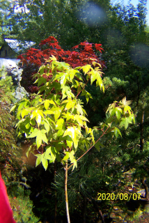 Saiki Maple Palm zaočkovaný japonským lesom Iné