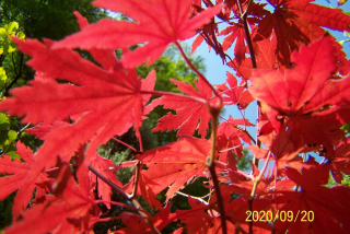 Yasura Maple Beech Beech Birch Red Oak Other
