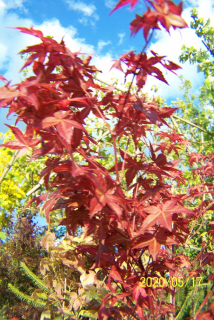 Maple Beech Birch Azalea Oak Ginkgoon Ambbrota Iné