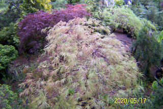 Red Maple Disectum zmení farebných japonských ostatných