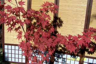 Červené klonovanie japonských kríkov